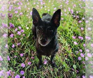 Chihuahua-Unknown Mix Dogs for adoption in Bellingham, WA, USA