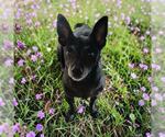 Small Chihuahua Mix