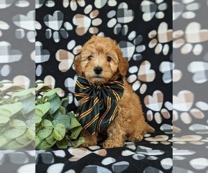 Cock-A-Poo Puppy for sale in KIRKWOOD, PA, USA