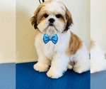 Puppy Hamster Shih Tzu