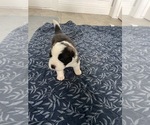 Small Photo #9 Saint Bernard Puppy For Sale in MODESTO, CA, USA
