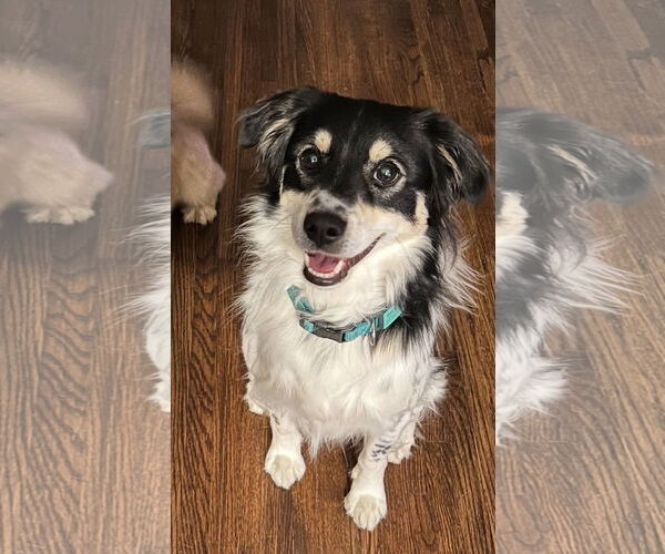 Medium Photo #1 Border-Aussie Puppy For Sale in Winter Park, CO, USA