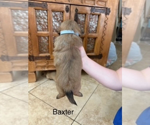 Medium Photo #60 Shih Apso Puppy For Sale in SCOTTSDALE, AZ, USA