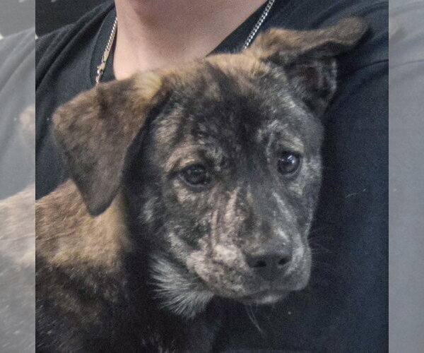 Medium Photo #6 Shollie Puppy For Sale in Huntley, IL, USA