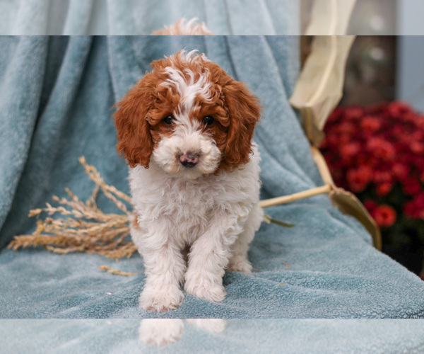 Medium Photo #3 Poodle (Miniature) Puppy For Sale in NAPPANEE, IN, USA