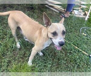American Pit Bull Terrier Dogs for adoption in Houston, TX, USA