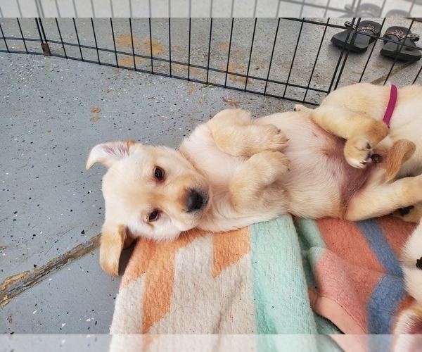 Medium Photo #7 Labrador Retriever Puppy For Sale in WATERFORD, WI, USA