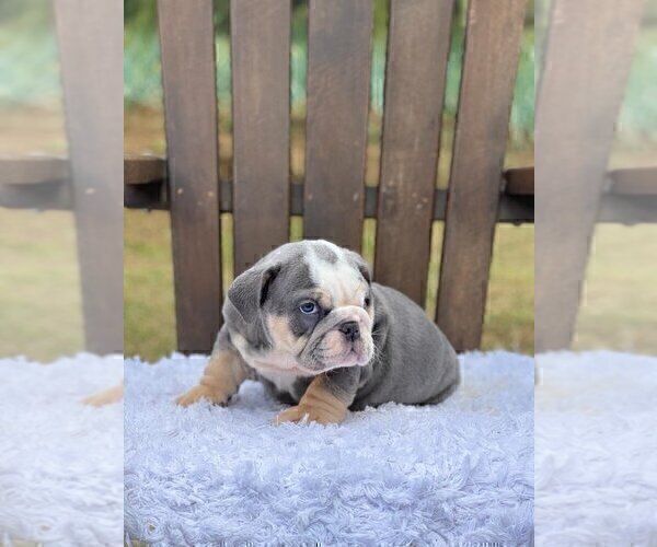 Medium Photo #2 Bulldog Puppy For Sale in BARRINGTON, RI, USA