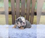 Small Photo #2 Bulldog Puppy For Sale in BARRINGTON, RI, USA