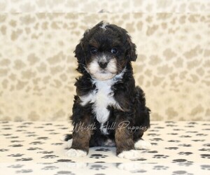 Medium Cavapoo-Miniature Bernedoodle Mix