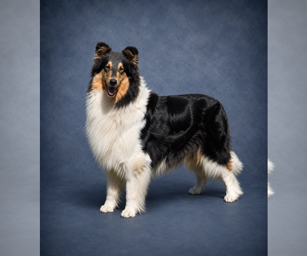 Medium Photo #1 Collie Puppy For Sale in POMONA PARK, FL, USA