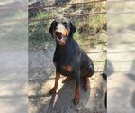 Small Photo #1 Doberman Pinscher Puppy For Sale in Parlier, CA, USA