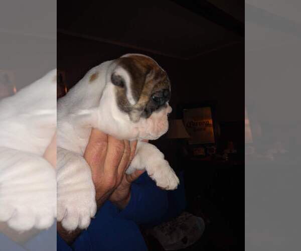 Medium Photo #13 Bulldog Puppy For Sale in TUNNEL HILL, GA, USA