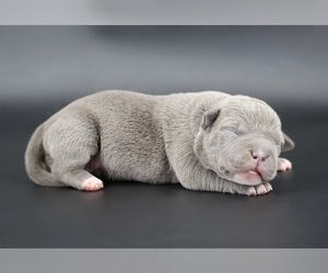 American Bully Puppy for sale in CHAMPAIGN, IL, USA