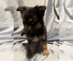 Small Photo #2 German Shepherd Dog Puppy For Sale in JACKSONVILLE, FL, USA