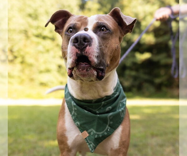 Medium Photo #9 American Staffordshire Terrier-Boxer Mix Puppy For Sale in Holly Springs, NC, USA