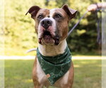 Small #8 American Staffordshire Terrier-Boxer Mix