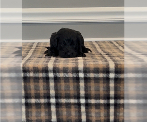 Medium Photo #31 Bernedoodle-Labradoodle Mix Puppy For Sale in MILFORD, NJ, USA