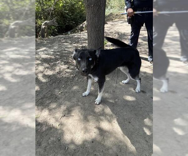 Medium Photo #1 Siberian Husky Puppy For Sale in Stockton, CA, USA
