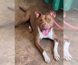 American Pit Bull Terrier-Unknown Mix Dogs for adoption in phoenix, AZ, USA