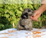 Small #10 Poodle (Toy)