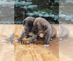 Small #1 Golden Labrador Mix