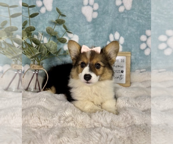 Medium Photo #2 Pembroke Welsh Corgi Puppy For Sale in NOBLESVILLE, IN, USA