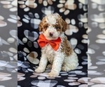 Small Photo #1 Cockapoo-Poodle (Miniature) Mix Puppy For Sale in BIRD IN HAND, PA, USA
