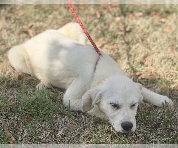Medium Photo #2 Great Pyrenees-Unknown Mix Puppy For Sale in Yardley, PA, USA