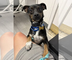 Mutt Dogs for adoption in Davis, CA, USA