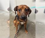 Small Rhodesian Ridgeback