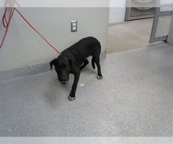 Medium Photo #1 Labrador Retriever-Unknown Mix Puppy For Sale in Pasadena, TX, USA