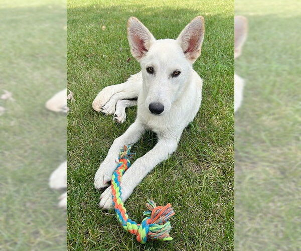 Medium Photo #4 Huskies -white german shepherd Mix Puppy For Sale in Genesee, WI, USA
