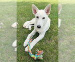 Small #3 Huskies -white german shepherd Mix
