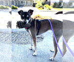 Small #10 Chihuahua Mix