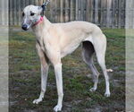 Small #2 Greyhound