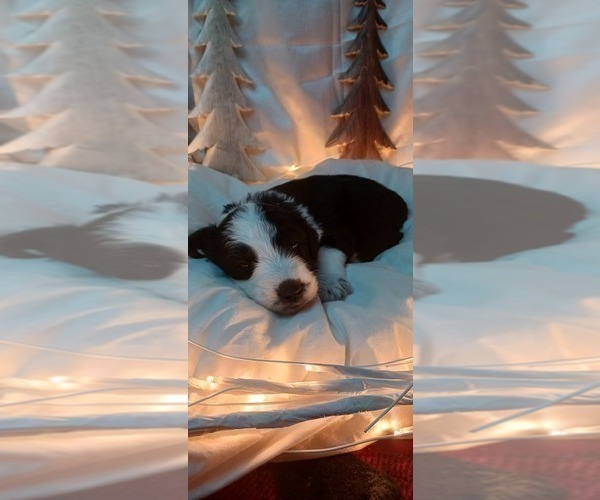 Medium Photo #10 Border Collie-Sheepadoodle Mix Puppy For Sale in MARATHON, WI, USA