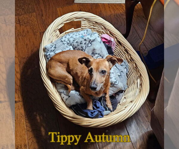 Medium Photo #4 Dachshund Puppy For Sale in San Antonio, TX, USA