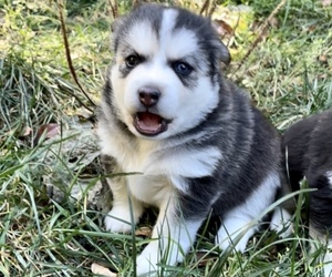 Medium Pomsky-Siberian Husky Mix