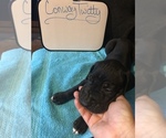 Small Photo #58 Great Dane Puppy For Sale in MINERAL WELLS, TX, USA