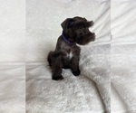 Small #7 Schnauzer (Miniature)