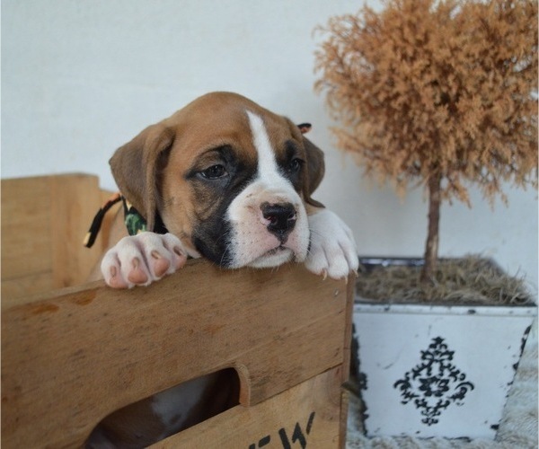 Medium Photo #2 Boxer Puppy For Sale in HONEY BROOK, PA, USA