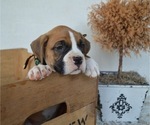 Small Photo #2 Boxer Puppy For Sale in HONEY BROOK, PA, USA