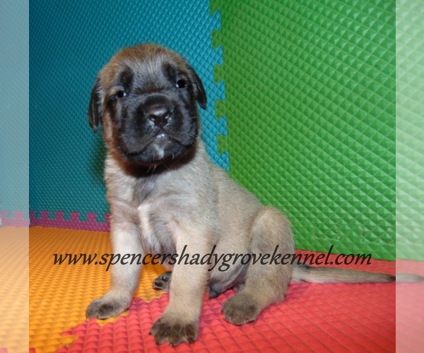 Medium Photo #4 Mastiff Puppy For Sale in CABOOL, MO, USA