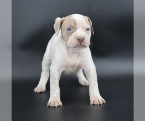 American Bully Puppy for sale in CHAMPAIGN, IL, USA