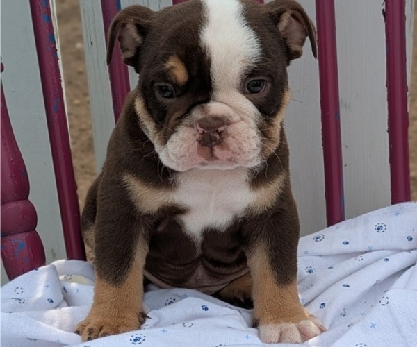 Medium Photo #4 English Bulldog Puppy For Sale in GOSHEN, IN, USA
