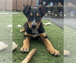 Small #3 Mutt