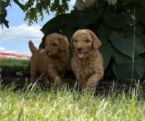 Poodle (Standard) Puppy for sale in ELKHORN, WI, USA