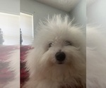 Puppy Puppy 3 Bichon Frise