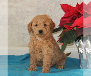 Goldendoodle-Poodle (Miniature) Mix Puppy for sale in STRASBURG, PA, USA